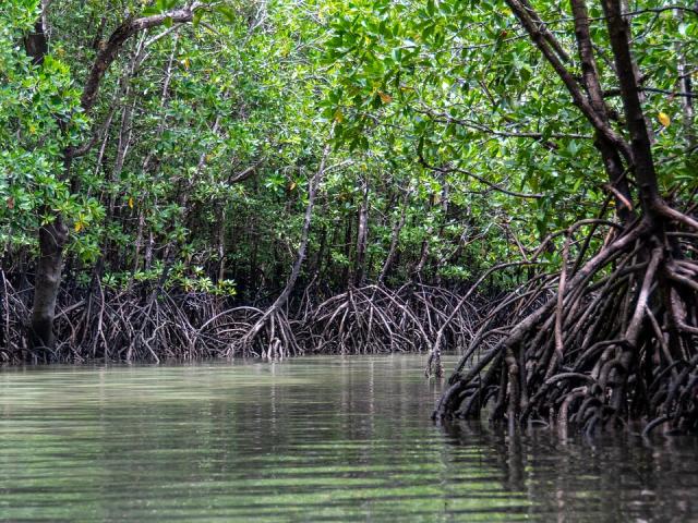 A mangrove forest