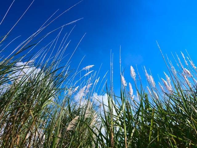 Miscanthus plants against blue sky